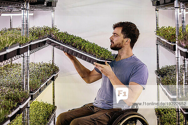 Man in wheelchair working at a microgreens urban farm; Edmonton  Alberta  Canada