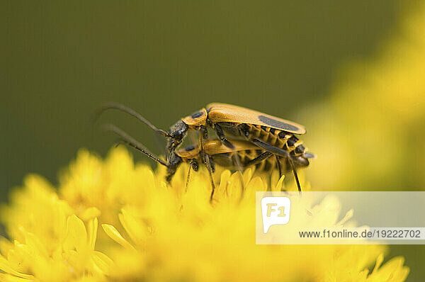 Soldier beetles (Chauliognathus pennsylvanicus) mating on goldenrod (Solidago); Denton  Nebraska  United States of America
