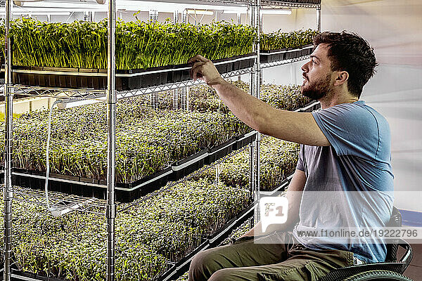 Business owner in a wheelchair inspects a variety of microgreens growing in trays under lighting; Edmonton  Alberta  Canada