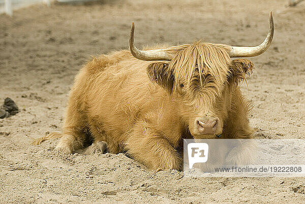Portrait of a rare domestic Ox lying on sand at a zoo; Wichita  Kansas  United States of America