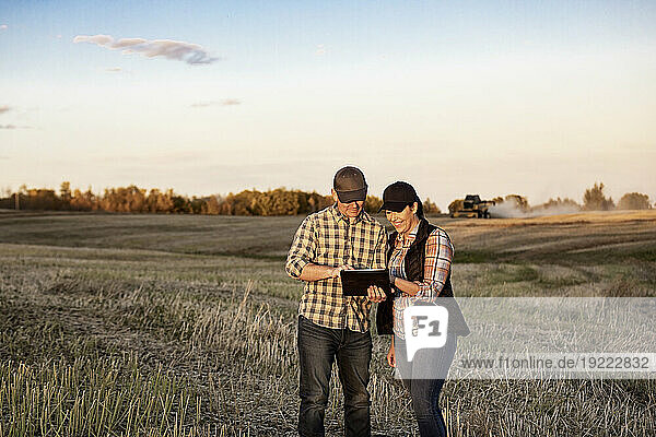 A husband and wife standing in the fields at sunset  using a portable wireless device to manage and monitor their fall  canola harvest with a combine harvester working in the background; Alcomdale  Alberta  Canada