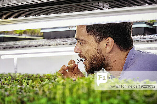 Business owner tastes a sample of microgreens growing in trays under lighting; Edmonton  Alberta  Canada