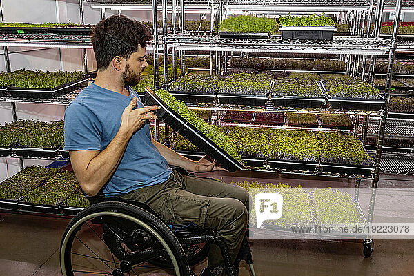 Man in a wheelchair inspecting fresh microgreens at an urban farm; Edmonton  Alberta  Canada