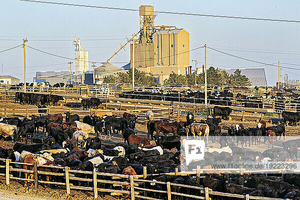 Cattle in a pen at a feedlot in Ingalls  Nebraska.; Ingalls  Kansas.