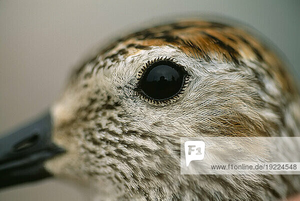Extreme close-up of a Sandpiper's eye (Scolopacidae sp.); North Slope  Alaska  United States of America