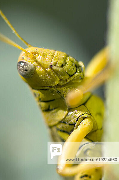 Close-up portrait of a Grasshopper clinging to a plant stalk; Lincoln  Nebraska  United States of America
