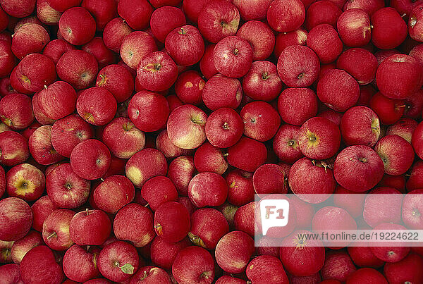 Abundance of fresh picked apples; Gilberstville  New York  United States of America