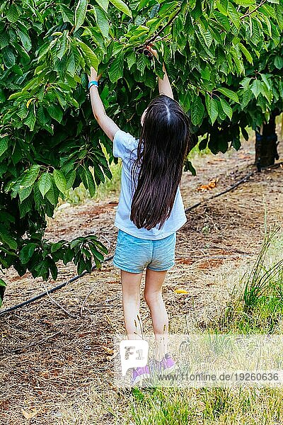 Ein junges Mädchen pflückt frische  pflückfertige Kirschen in Victoria  Australien  Ozeanien