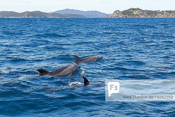 Drei Delfine schwimmen an der Oberfläche in der Bay of Islands in Neuseeland