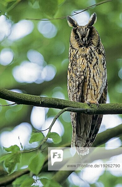 Long-eared Owl (Asio otus)  adult bird observing alertly the photographer  Long-eared Owl adult bird observing alertly the photographer (Long Eared Owl)