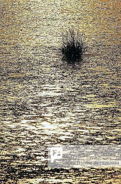 Salz-Schlickgras im Wattenmeer an der Nordseeküste  Common Cord-grass in Wadden Sea at North Sea coast  Meldorfer Bucht  Nordsee