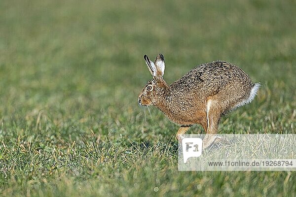 Zielstrebig hoppelt ein männlicher Feldhase (Lepus europaeus) in Richtung Häsin  Determinedly scampers a male European Hare in the direction of a female