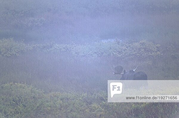 Elchschaufler (Alces alces) im Abendnebel (Alaska-Elch)  Bull Moose in evening fog (Alaska Moose) (gigas)