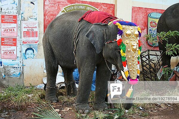 Varkala  Indien  4. Februar 2011: Geschmückte Elefanten und Menschen bei einer traditionellen Elefantenparade  Asien