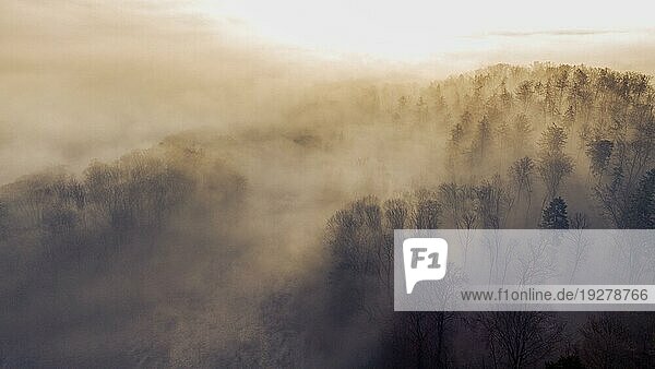 Drohne blickt auf dichten atmosphärischen Nebel zwischen den Bäumen des Waldes im frühen Morgenlicht von oben gesehen