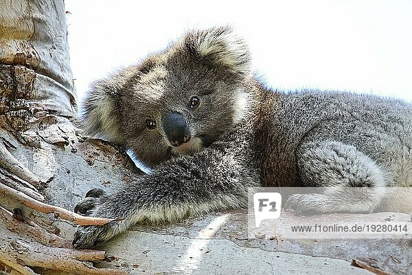 Koala  der sich im Schatten eines Eukalyptusbaums ausruht  gegenüber  Great Otway National Park  Victoria  Aust