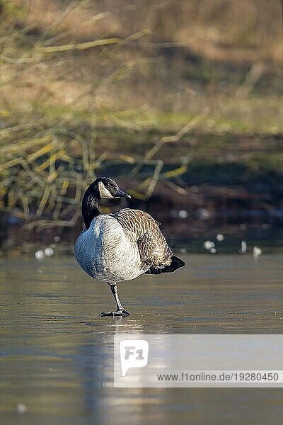 Canada goose hotsell frankfurt germany