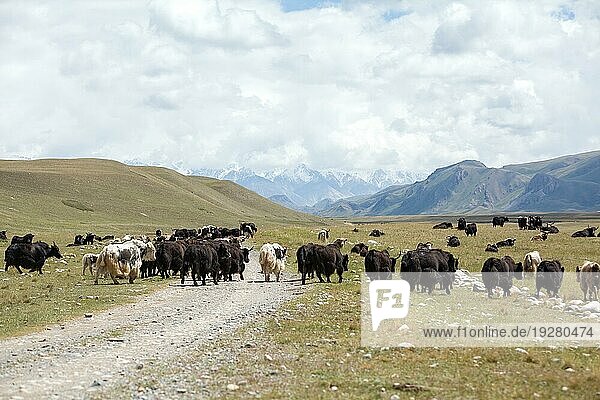 Gruppe von Yaks beim Auslaufen  Kirgisistan
