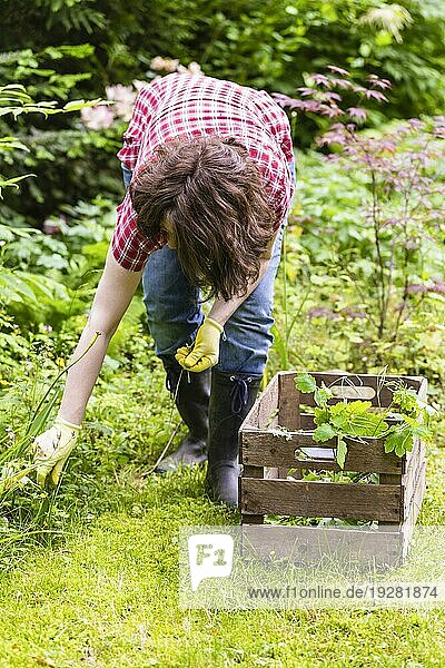 Frau bei der Gartenarbeit  woman at gardening