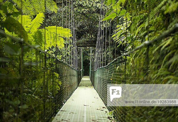Hängebrücke im tropischen Regenwald