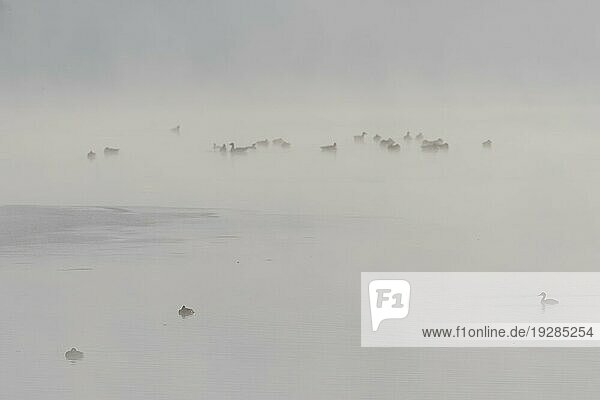 Gruppe von Wasservögeln schwimmen auf der Donau in frühen Wintermorgen mit launischen dichten Nebel