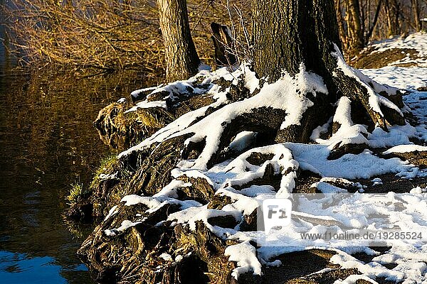 Baumwurzeln im Winter  roots of a tree in winter