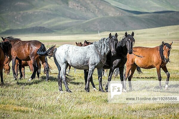 Gruppe von Pferden auf der Weide mit Blick in die Kamera
