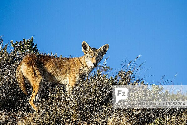 Kojote (Canis latrans) in der Golden Gate National Recreation Area nördlich von San Francisco  Kalifornien  USA. Coyote in the Golden Gate National Recreation Area north of San Francisco  California  USA  Nordamerika