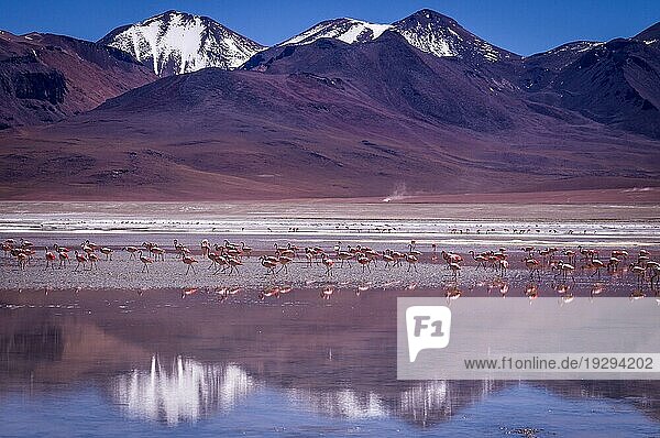 Schneebedeckte Berge spiegeln sich in der blaün Laguna Kara mit Flamingos im Eduardo Avaroa Andean Fauna National Reserve  Bolivien  Südamerika