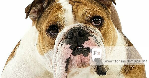Englische Bulldogge  weiblich vor weißem Hintergrund