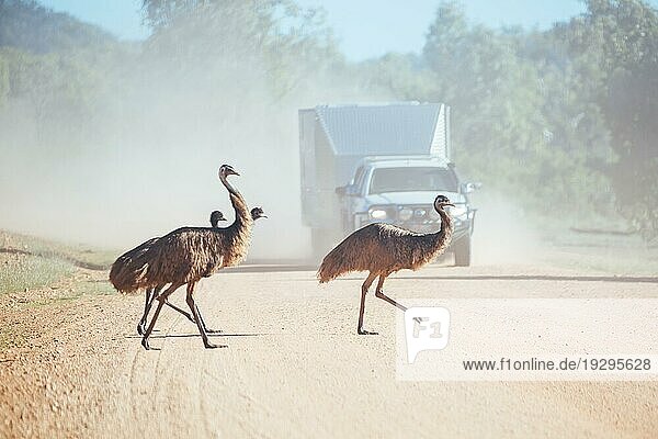 Einige Emus versuchen  eine unbefestigte Straße in der Nähe von Mt Surprise  Queensland  Australien  zu überqueren  Ozeanien