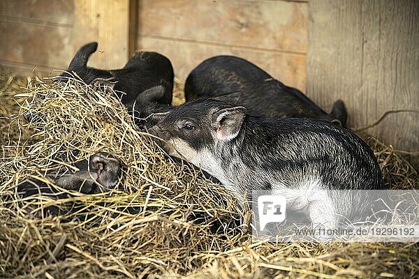 Mehrere kleine Wollschwein-Ferkel (Mangalica-Schwein) (Mangalitza oder Mangaliza) im Stall im Stroh