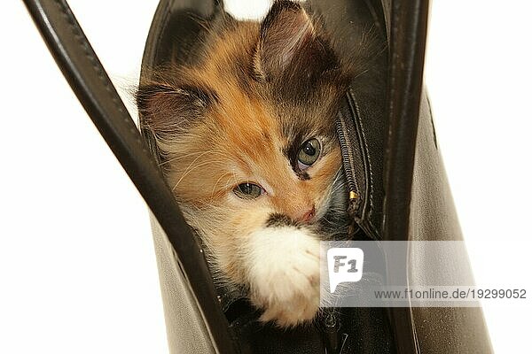 Kätzchen in Handtasche schaut in die Kamera