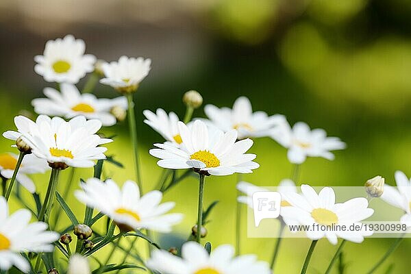 Frühsommer Blumen. Kurze Tiefenschärfe