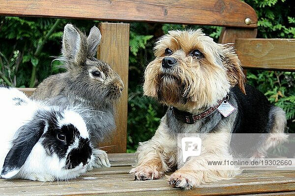 Yorki mit zwei Kaninchen