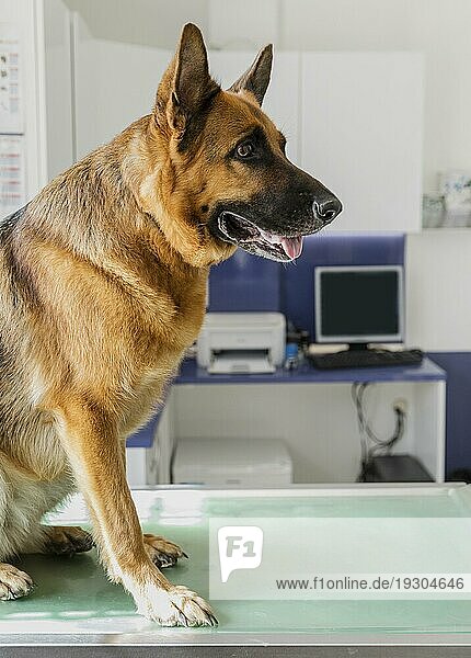 Niedliche Tierklinik für große Hunde