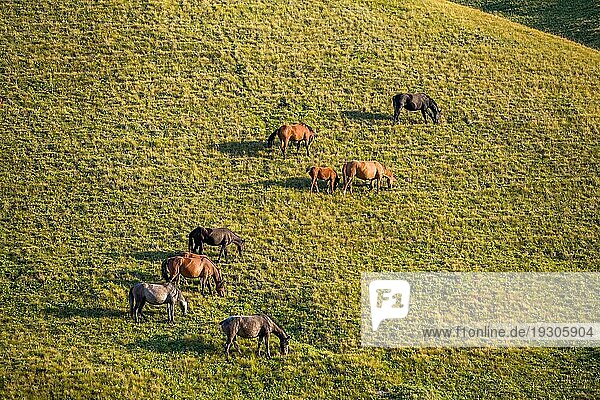 Gruppe von Pferden bei Sonnenuntergang  die Gras fressen