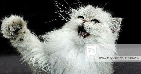 Chinchilla Perser Hauskatze  Portrait eines Erwachsenen mit grünen Augen  aggressive Haltung