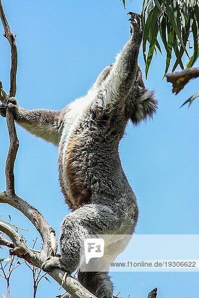 Koala beim Versuch  die grünen Blätter eines Eukalyptusbaums zu ergattern  Great Otway National Park  Victoria  Au