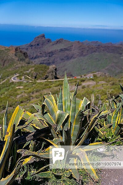 Natürliche Vegetation in der Berggemeinde Masca im Norden von Teneriffa  Kanarische Inseln