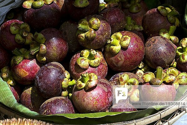 Mangostane (Garcinia mangostana) exotische Früchte in Obstschale