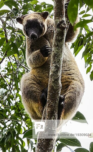Nahaufnahme eines sehr seltenen Lumholtz Baumkängurus  das im Regenwald auf einen Baum klettert  gegenüber  Atherto