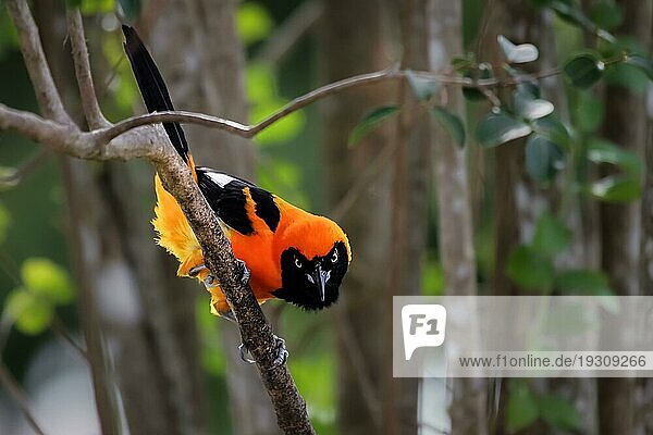 Nahaufnahme eines Troupial mit orangenem Rücken  gegenüber  Pantanal  Brasilien  Südamerika