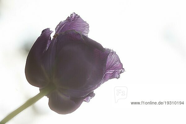 Blütenkopf einer Tulpe  flower head of a tulip