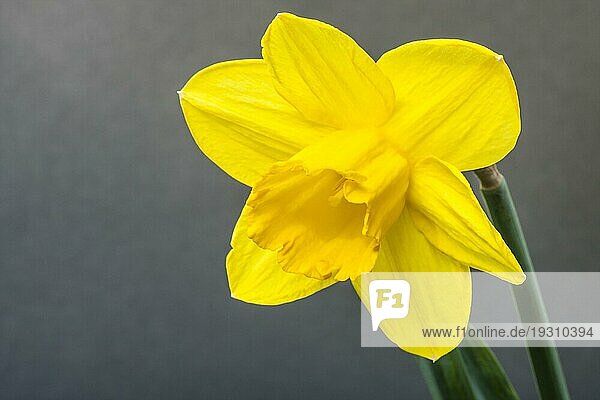 Osterglocke auf grauen Hintergrund  Daffodil on grey background