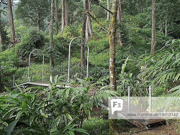 Fußgängerbrücke über einen Bach zwischen Bäumen im Regenwald in einer Hotelanlage in Munnar  Kerala  Südindien