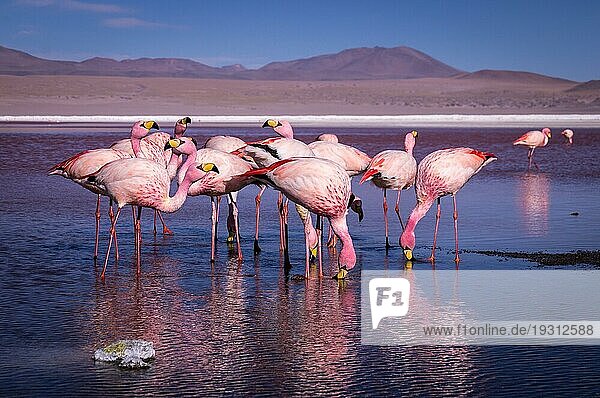 Eine Gruppe rosa Flamingos im farbenfrohen Wasser der Laguna Colorada  einer beliebten Station auf dem Roadtrip nach Uyuni Salf Flat  Bolivien  Südamerika