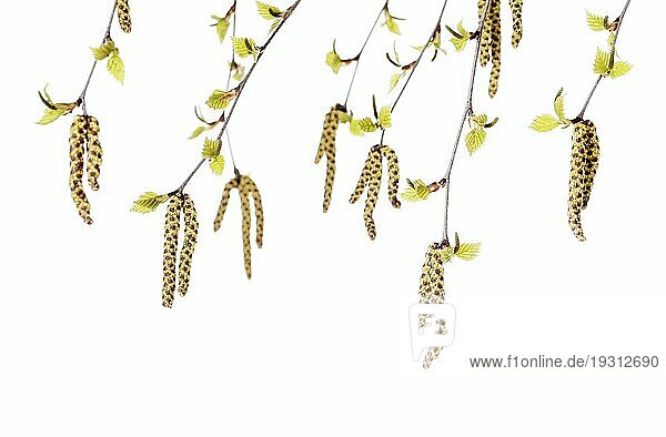 Studioaufnahme von Blütenkätzchen einer Birke (Betula)