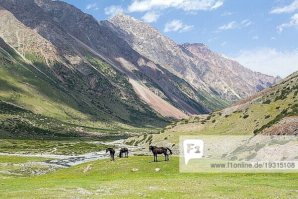 Drei braune Pferde im hohen Tien Shan Gebirge  Kirgisistan