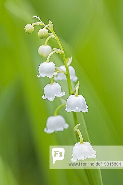 Maiglöckchen (Convallaria majalis) wächst oft in dichten Beständen auf dem Waldboden (Maieriesli)  Lily of the Valley is a highly poisonous woodland flowering plant (Lily-Of-The-Valley)